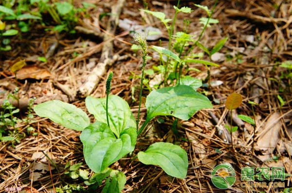 车前草怎么种植？车前草种植技术及效益分析