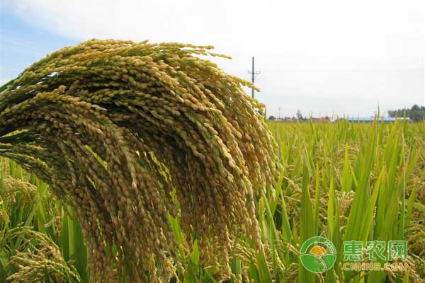 对水稻病虫害的有效预测方法及生物农药的运用