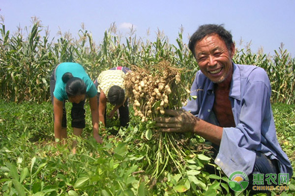 花生控旺介绍