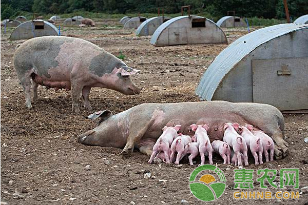 母猪泌乳障碍的原因及防治措施