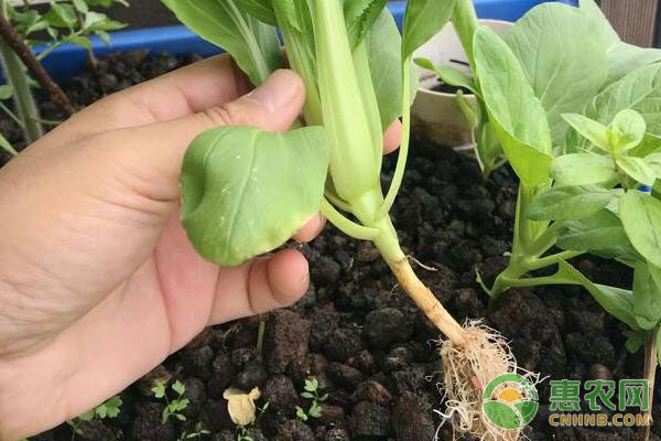 鱼菜共生系统如何在种植床上种植蔬菜