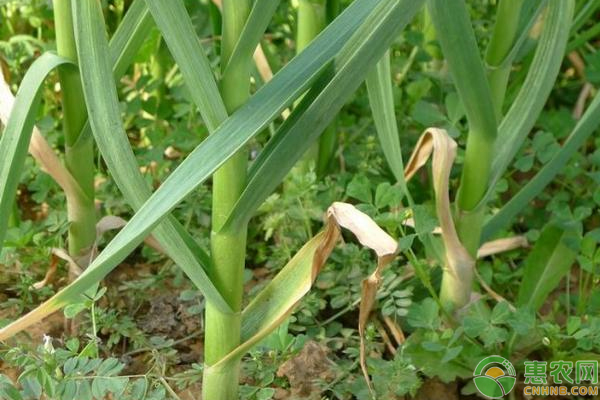 大蒜种植如何长出大蒜头？