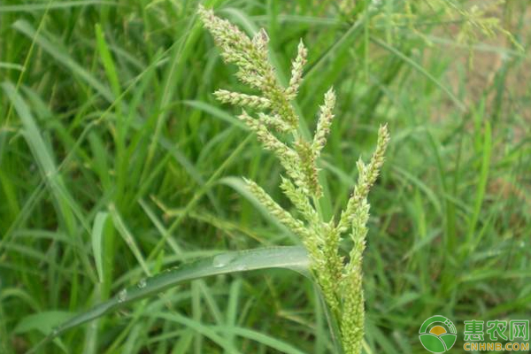 直播稻草害怎么防治？直播稻草害重发的原因及防治技巧