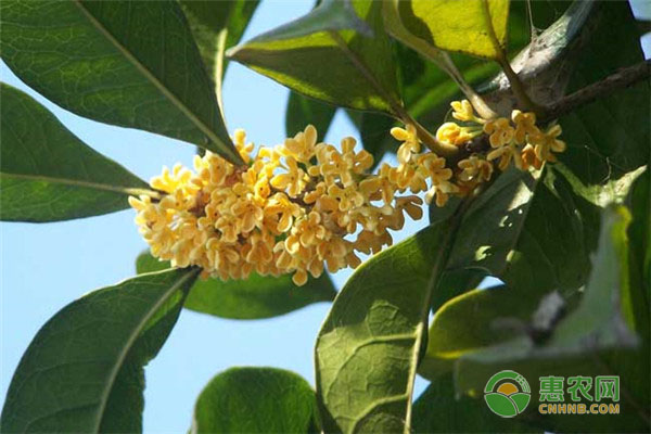 丹桂飘香是什么季节？丹桂不开花要怎么做？