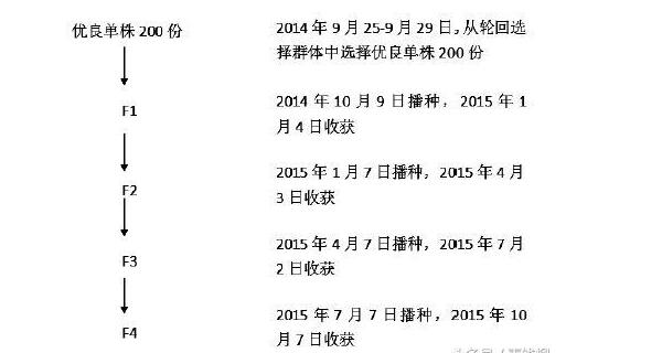 基金项目：水稻育种材料一年四代快速加代繁殖技术