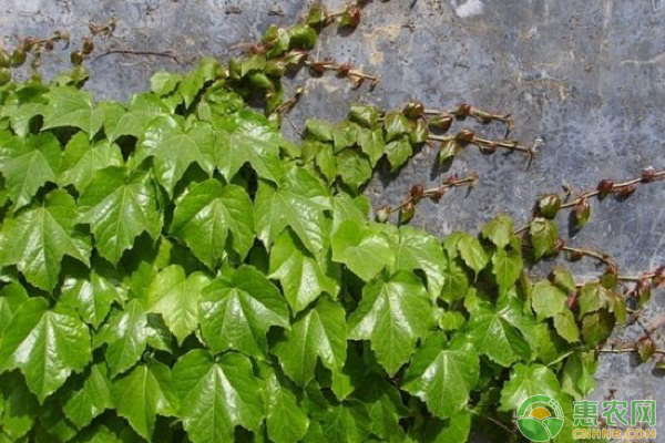 花叶爬山虎怎么管理？花叶爬山虎的扦插繁殖技术