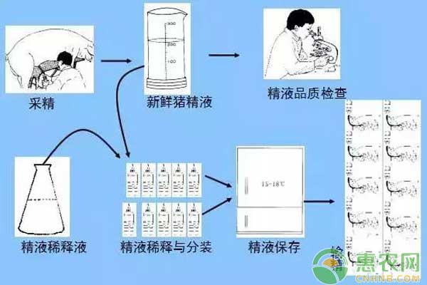 关于猪人工授精的优势，你知道多少？