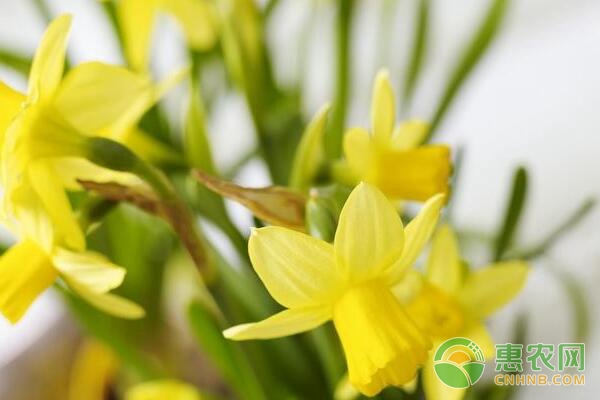 四季种植带芽香水百合种球