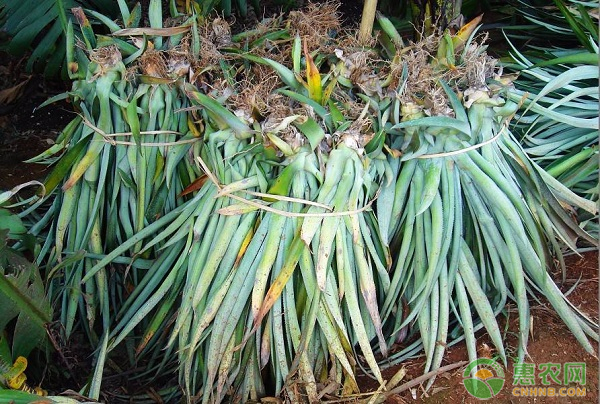 菠萝种植注意事项