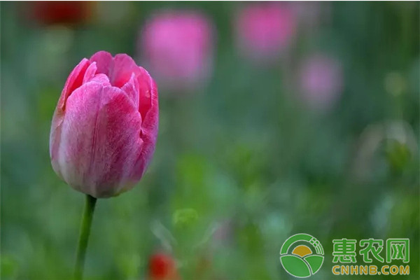 露地花卉主要栽培技术及日常养护管理