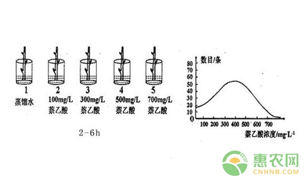 草莓根系处理