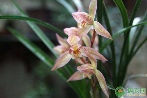 盆栽兰花如何促花？盆栽兰花促花小窍门