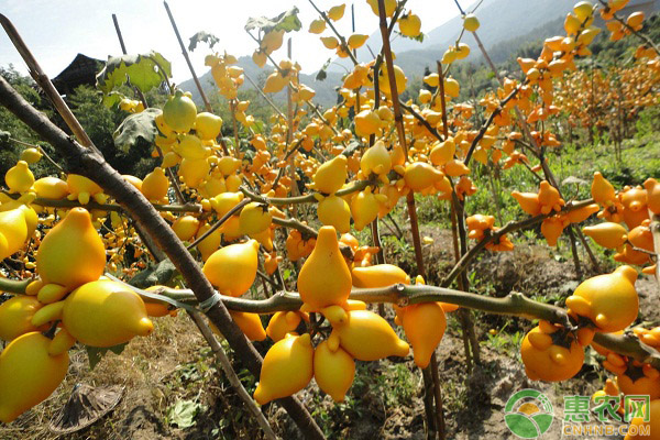 黄金果种植技巧