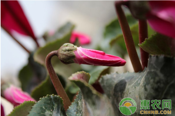 球根花卉南非伯利恒之星规模化种植技术