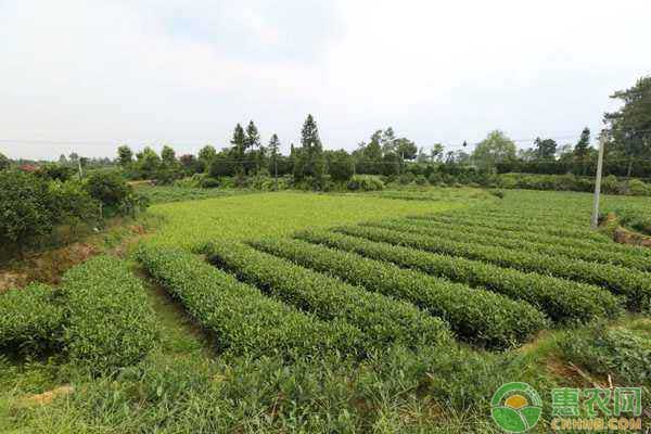 茶树怎么施肥？茶树的种植施肥管理技术详解