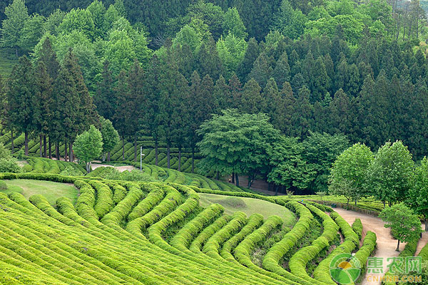 茶树怎么施肥？茶树的种植施肥管理技术详解