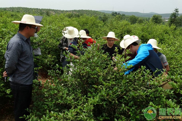 油茶种植技术