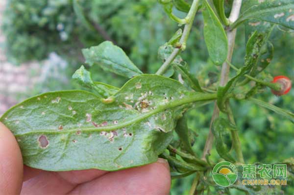 枸杞种植有哪些常见的病虫害？枸杞常见病虫害防治措施