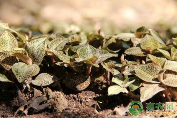 秦巴山区金线莲林下仿野生种植技术