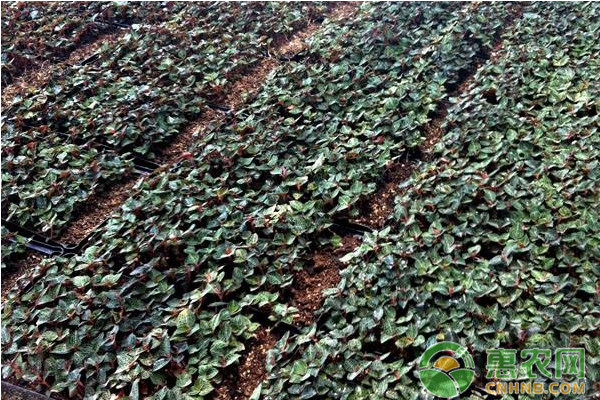 秦巴山区金线莲林下仿野生种植技术