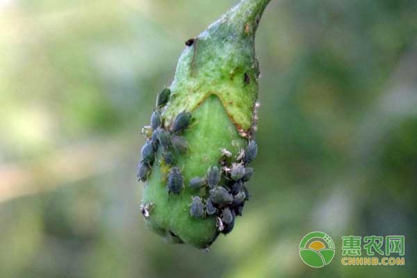 枸杞种植有哪些常见的病虫害？枸杞常见病虫害防治措施