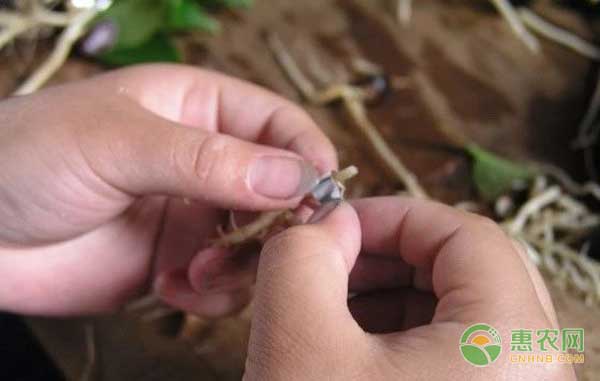 油茶苗怎么嫁接？油茶高效嫁接技术