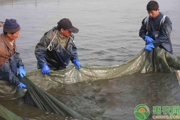 泥鳅养殖技术：泥鳅苗入池注意事项