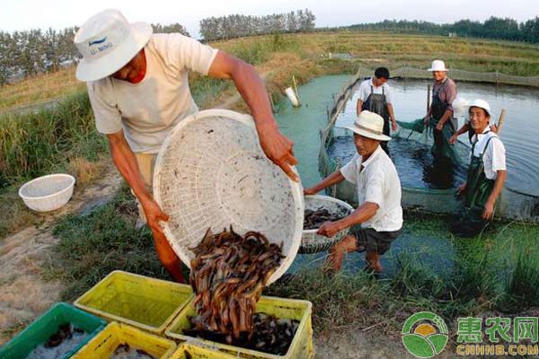 泥鳅养殖技术：泥鳅苗入池注意事项