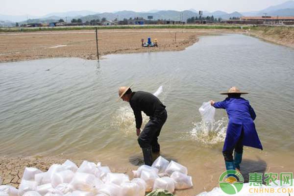 如何培育好虾苗：虾苗换水过程