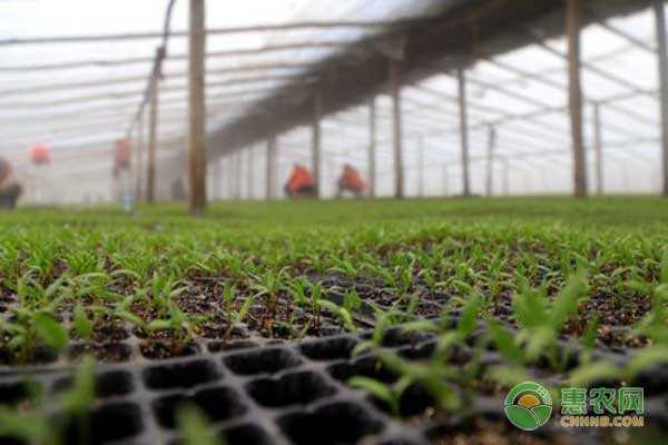 影响辣椒幼苗定植原因有哪些？露地辣椒幼苗定植期管理要点