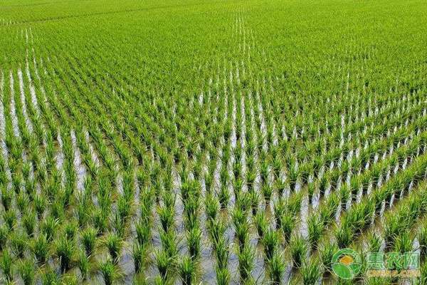 水稻香附子防除方法