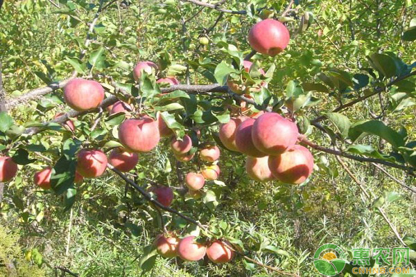 种植苹果怎么施肥？苹果施肥的时间及方法介绍