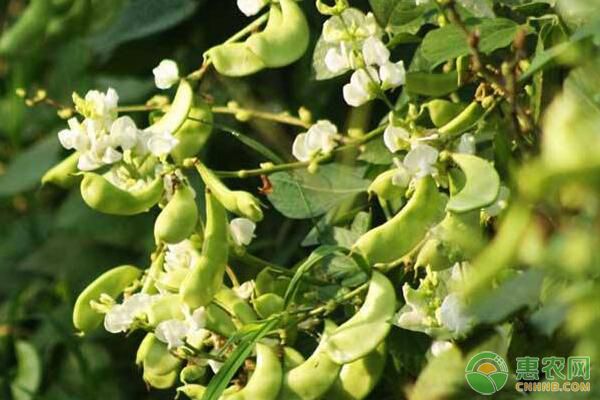 春天如何种植扁豆？扁豆又大又饱满种植技术