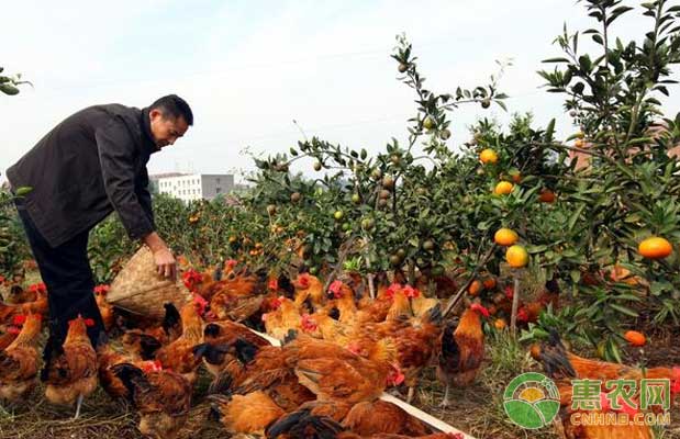 养鸡常见疾病治疗方法及注意事项