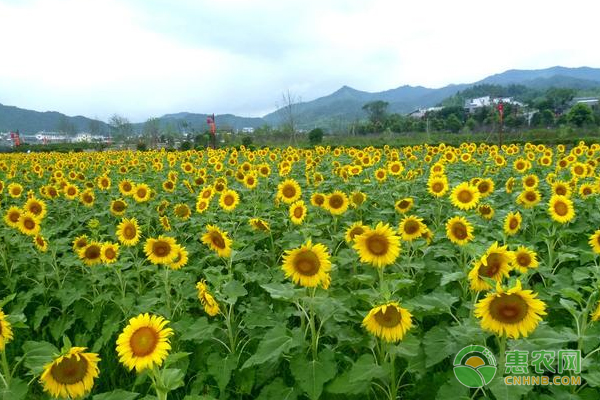 向日葵田间管理常见问题及解决办法