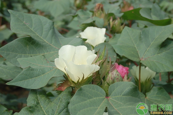 棉花蕾铃期高产栽培管理技巧