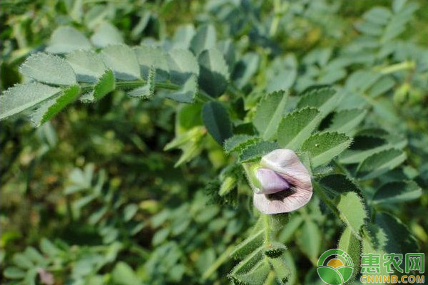 鹰嘴豆怎么栽培？鹰嘴豆高产栽培技术要点