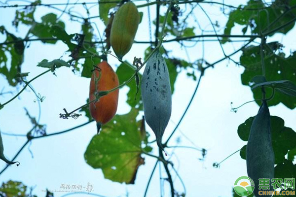 温室中老鼠瓜的种植与养护技巧