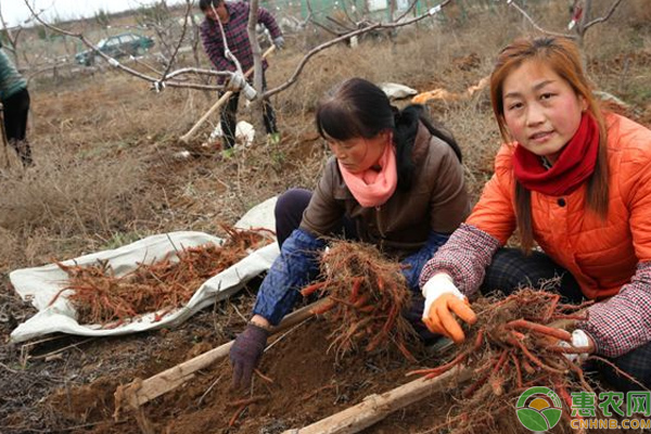 丹参怎么栽培？古蔺山区丹参的栽培管理技巧