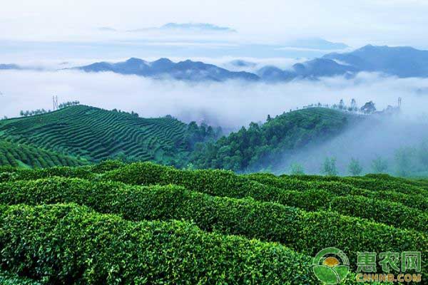 茶芽抽生后采茶的一些注意事项