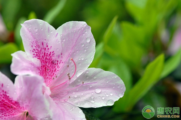 杜鹃花种植技巧