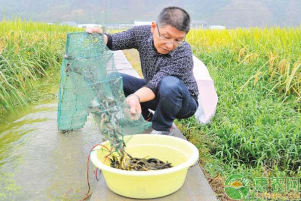 手把手教你稻田养殖泥鳅