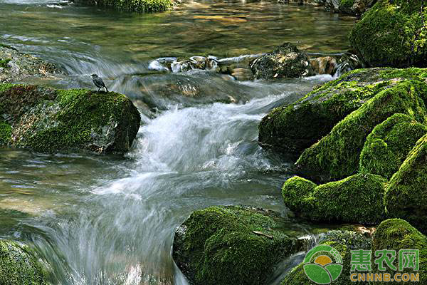 池塘青苔防治