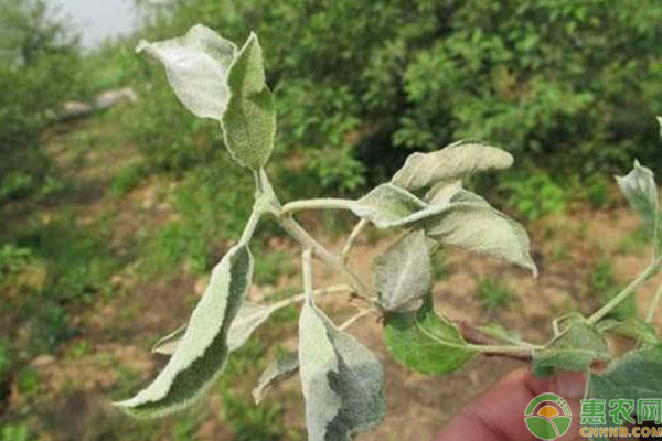 苹果白粉病危害症状