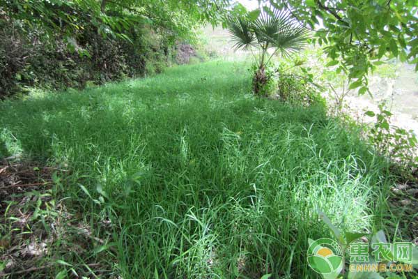 优质牧草饲料——鸭茅种植技术