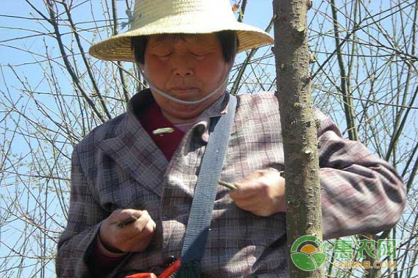 减少树木生长培植周期嫁接技术之技术效果