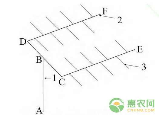 阳光玫瑰葡萄省力化高产栽培技术