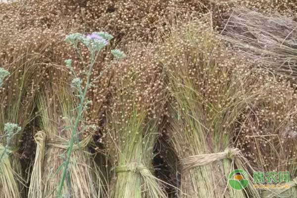 胡椒种植条件及种植方法介绍