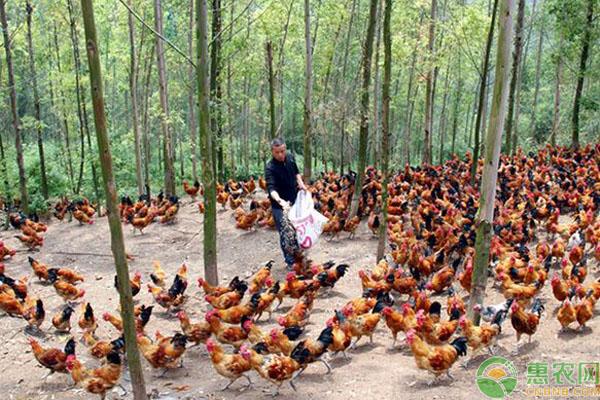 夏季林地养鸡注意事项