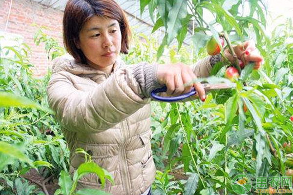 桃树夏季如何修剪？